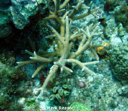 Staghorn coral as the focus by Mark Reasor 